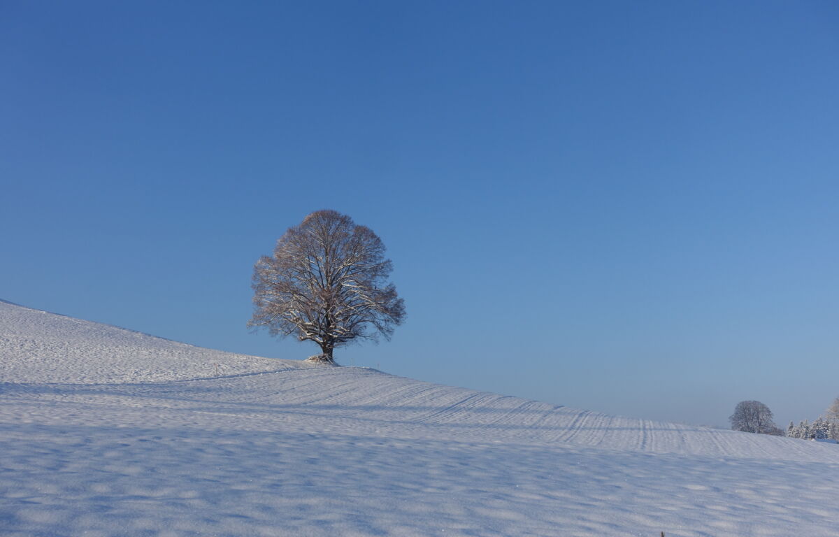Winter Schnee Baum